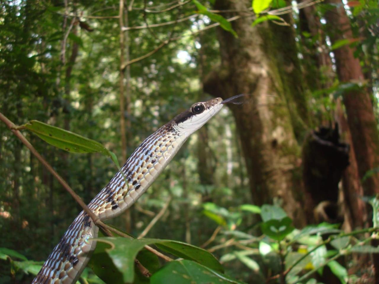 Rainforest Cabin Deniyaya Zewnętrze zdjęcie