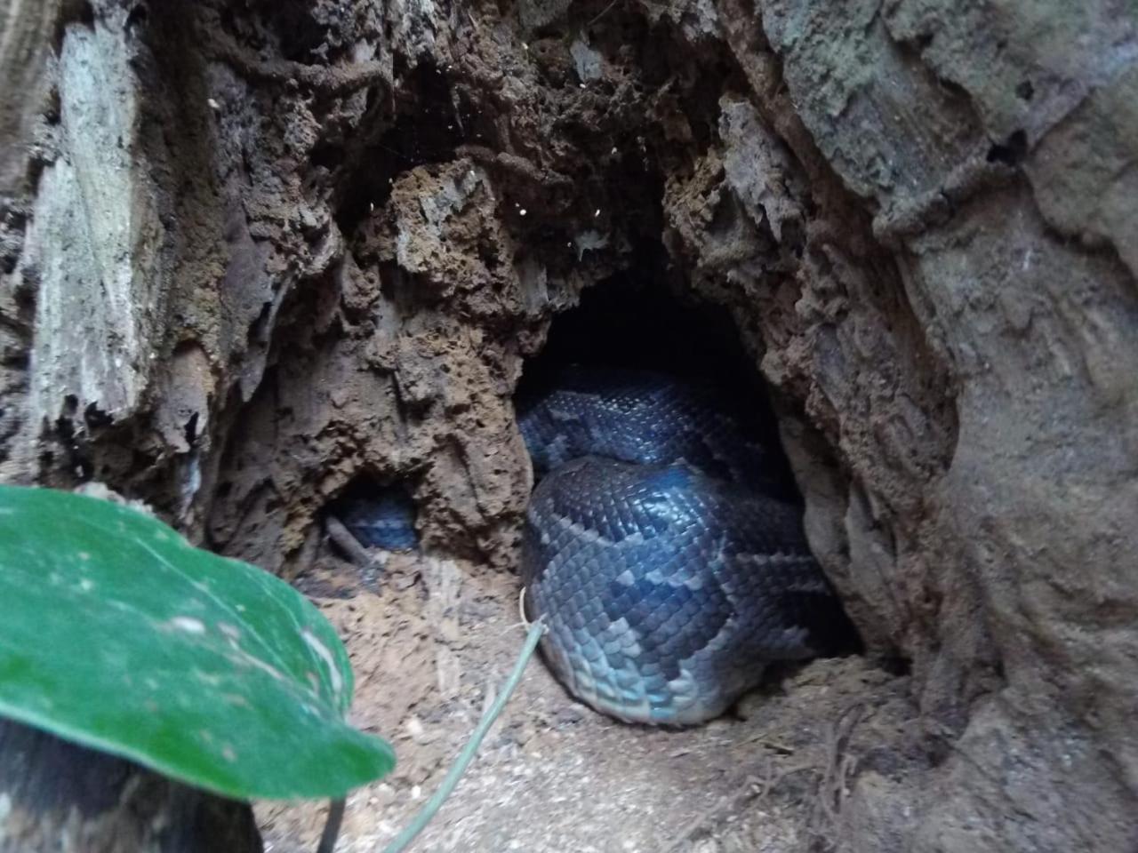 Rainforest Cabin Deniyaya Zewnętrze zdjęcie