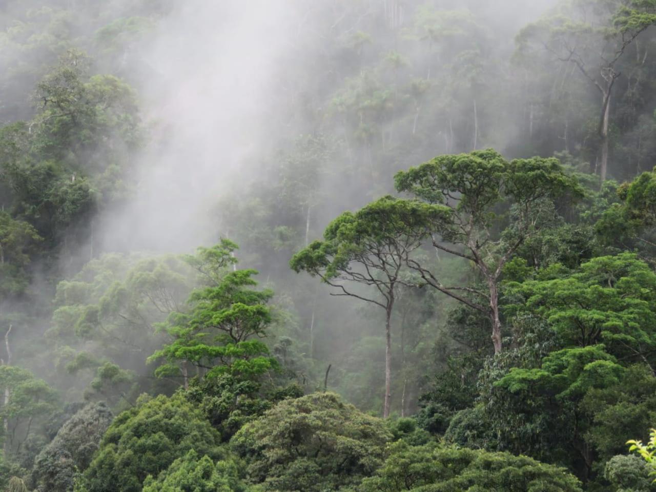 Rainforest Cabin Deniyaya Zewnętrze zdjęcie