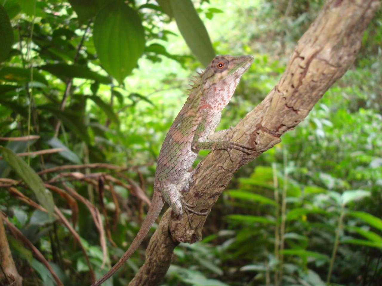 Rainforest Cabin Deniyaya Zewnętrze zdjęcie