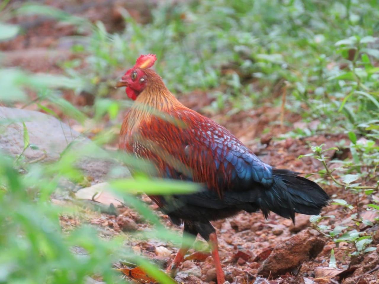 Rainforest Cabin Deniyaya Zewnętrze zdjęcie